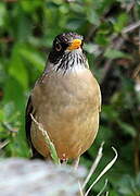 Austral Thrush