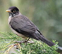 Austral Thrush