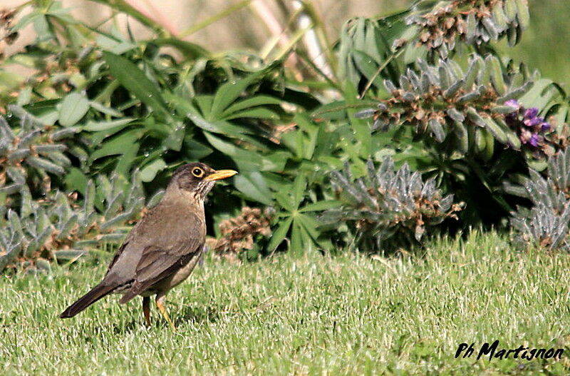 Austral Thrush