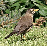 Austral Thrush