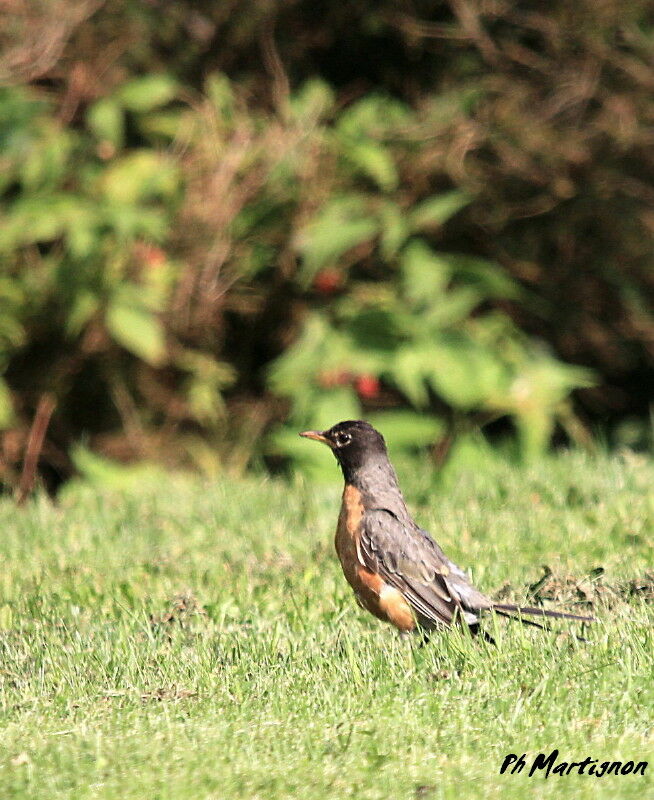 American Robin