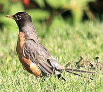 American Robin