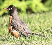 American Robin