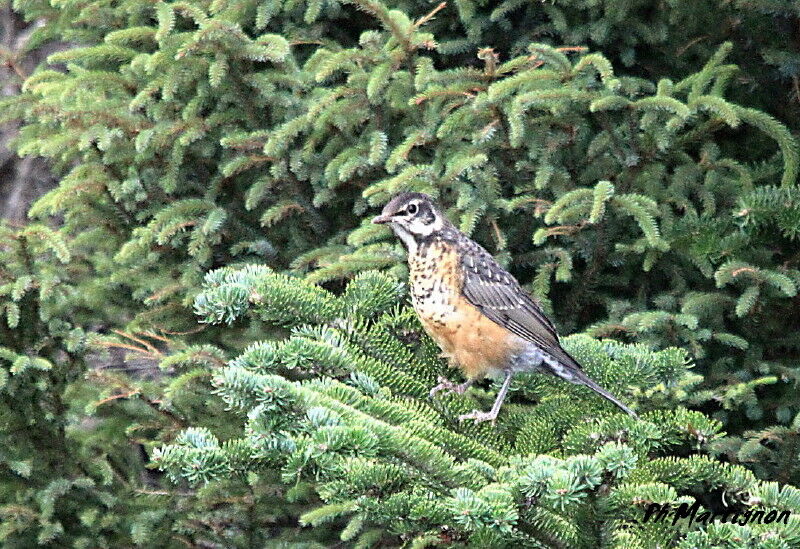 American Robin