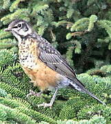 American Robin