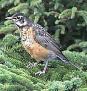 American Robin