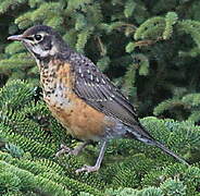 American Robin