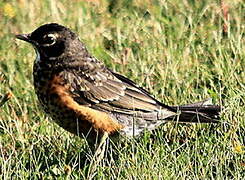 American Robin