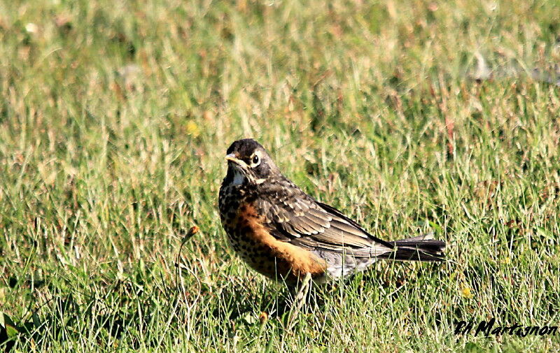 American Robin