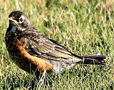 American Robin