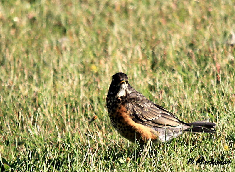 American Robin