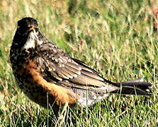 American Robin