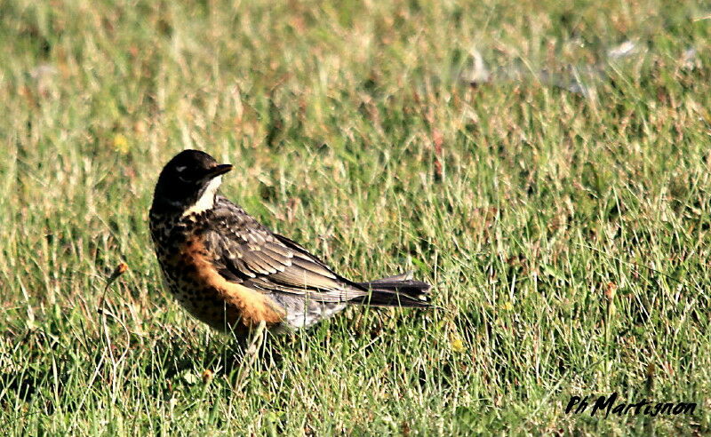 American Robin