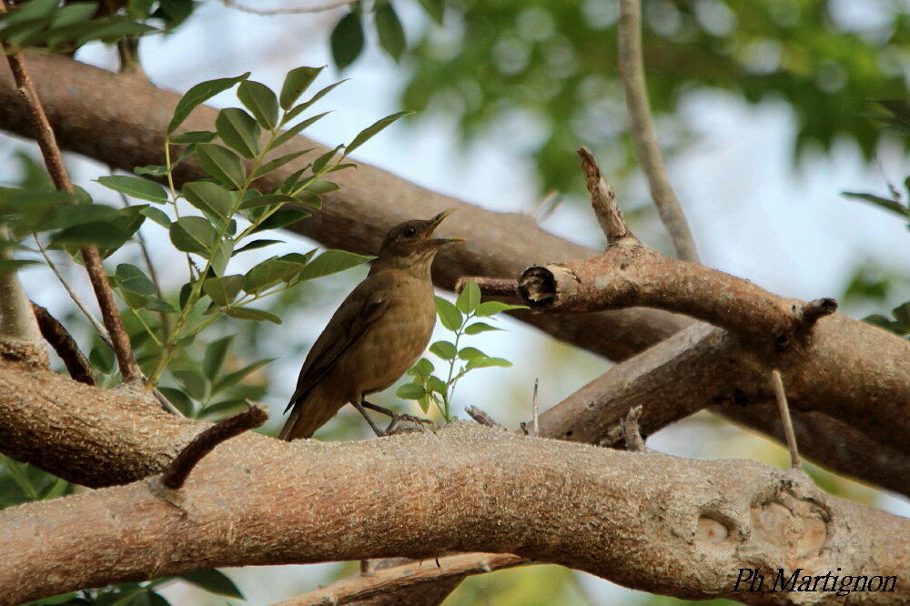 Clay-colored Thrush, identification