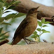 Clay-colored Thrush