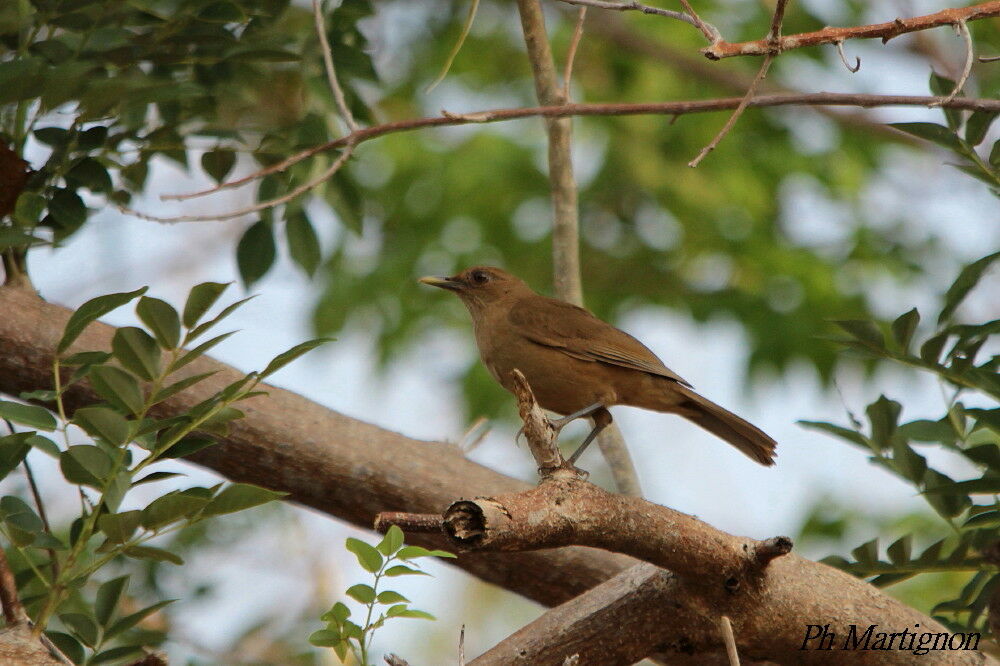 Clay-colored Thrush