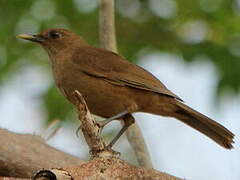 Clay-colored Thrush