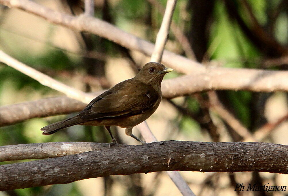 Clay-colored Thrush, identification