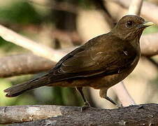 Clay-colored Thrush