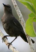 Clay-colored Thrush