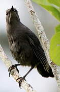 Clay-colored Thrush