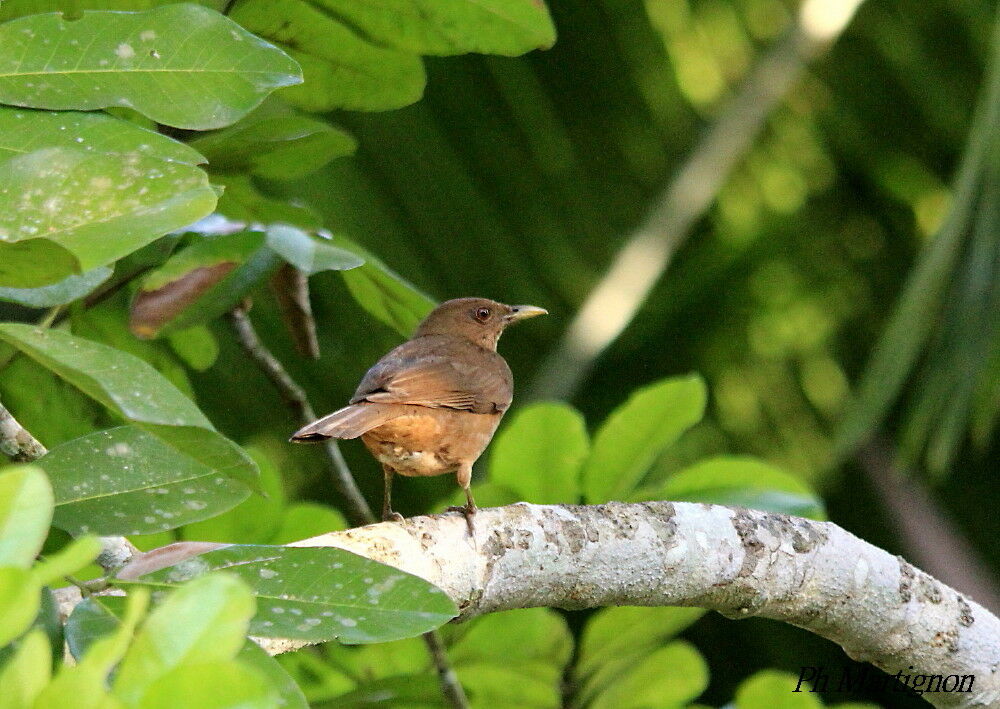 Clay-colored Thrush