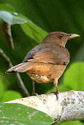 Clay-colored Thrush