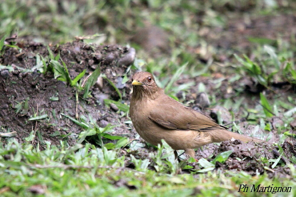 Clay-colored Thrush