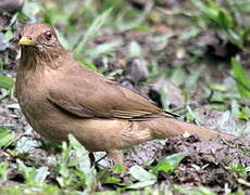 Clay-colored Thrush