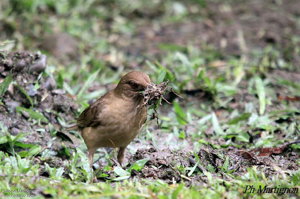 Clay-colored Thrushadult, Reproduction-nesting