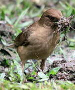 Clay-colored Thrush