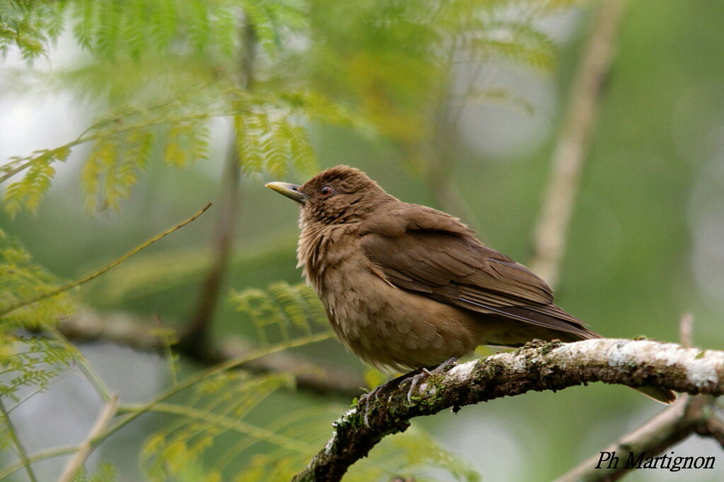 Clay-colored Thrush