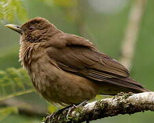 Clay-colored Thrush