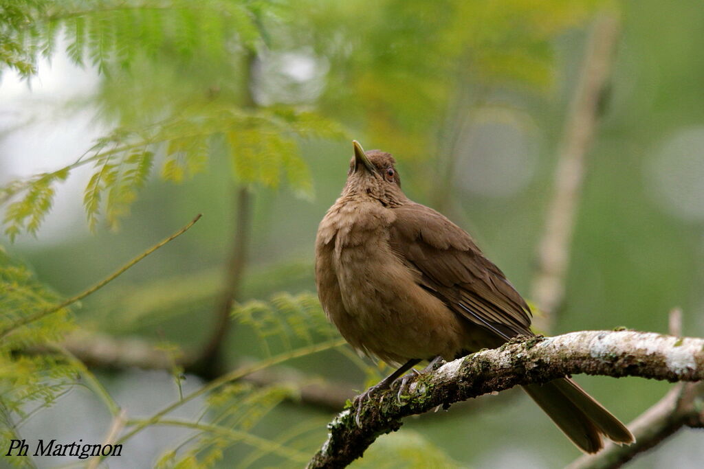 Clay-colored Thrush