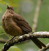 Clay-colored Thrush