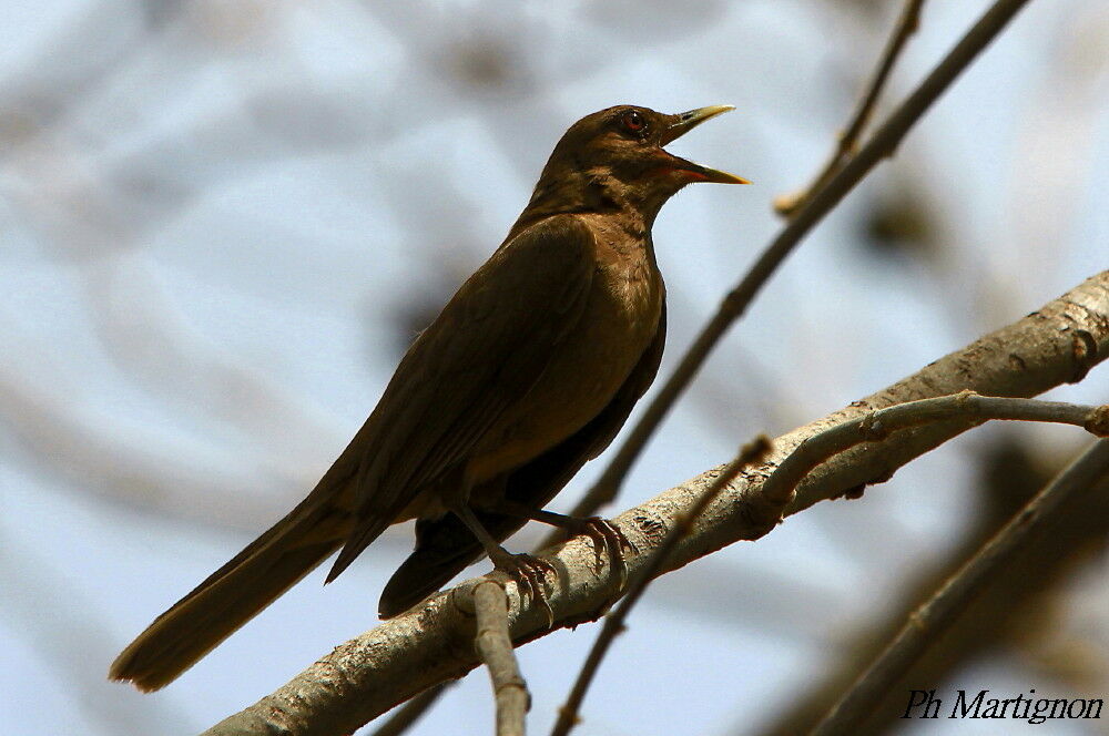 Clay-colored Thrush, identification