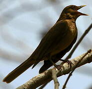 Clay-colored Thrush