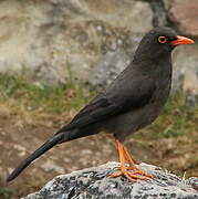 Great Thrush