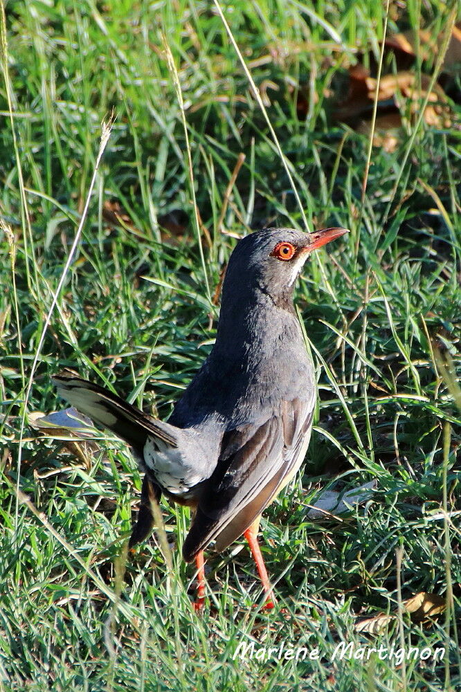 Great Thrush