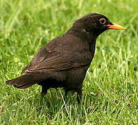 Common Blackbird