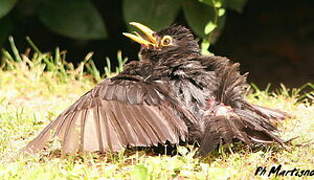 Common Blackbird