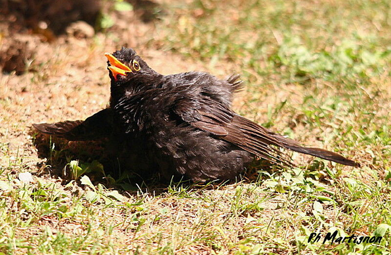 Merle noir mâle, Comportement