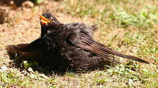 Common Blackbird