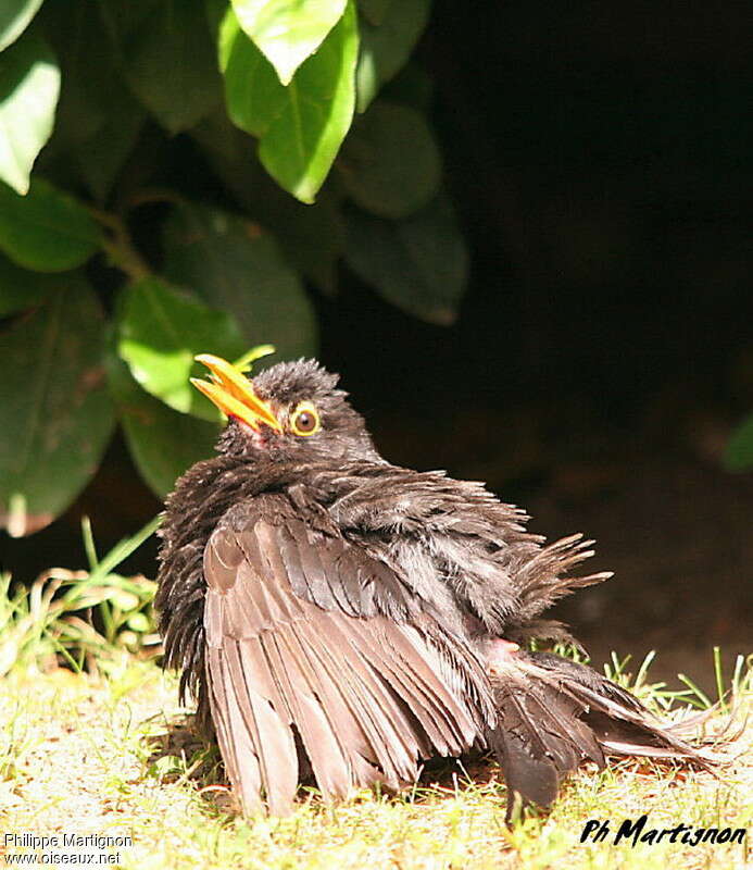 Common Blackbird male adult, care, Behaviour