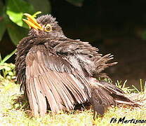 Common Blackbird