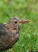 Common Blackbird