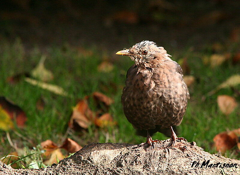 Common Blackbird female