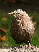 Common Blackbird