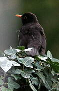 Common Blackbird