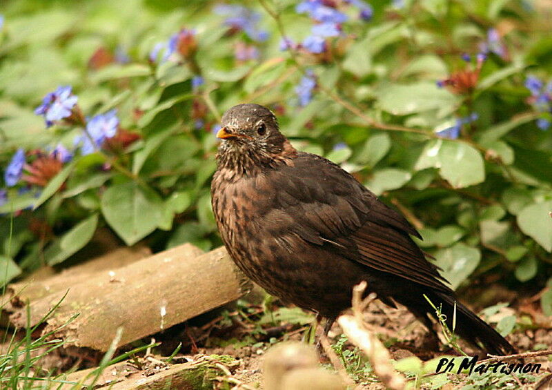 Common Blackbird